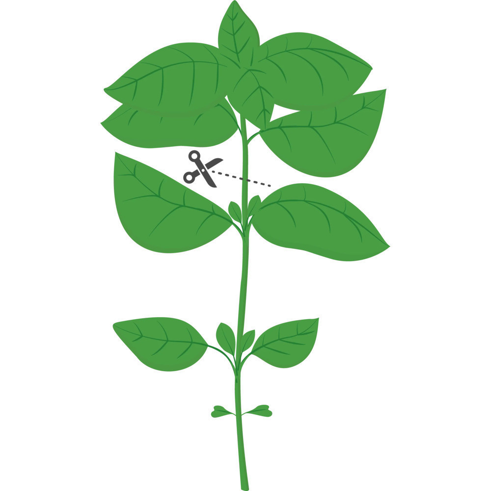 Sfaturi pentru cultivarea cu succes